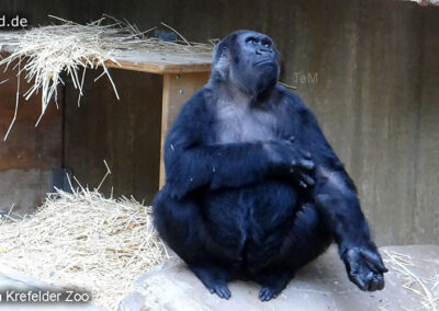 Tiere im Zoo Krefeld