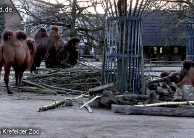 Tiere im Zoo Krefeld