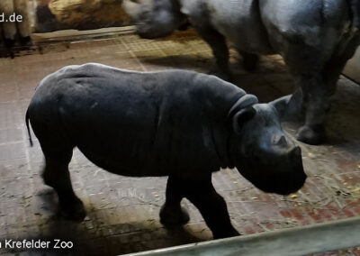 Tiere im Zoo Krefeld