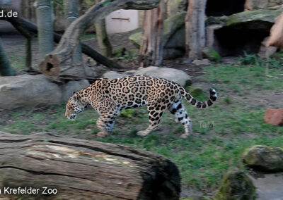 Tiere im Zoo Krefeld