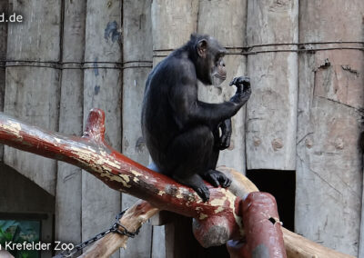 Tiere im Zoo Krefeld