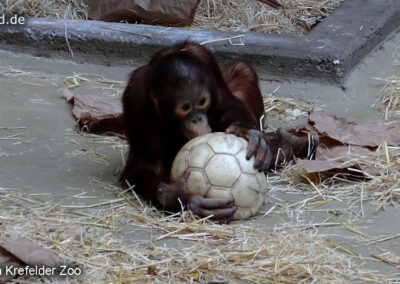 Tiere im Zoo Krefeld