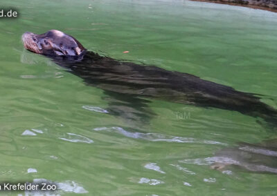 Tiere im Zoo Krefeld