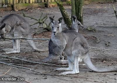 Tiere im Zoo Krefeld