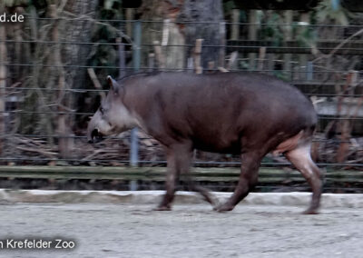 Tiere im Zoo Krefeld