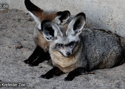 Tiere im Zoo Krefeld