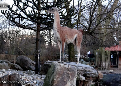 Tiere im Zoo Krefeld