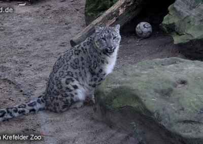 Tiere im Zoo Krefeld