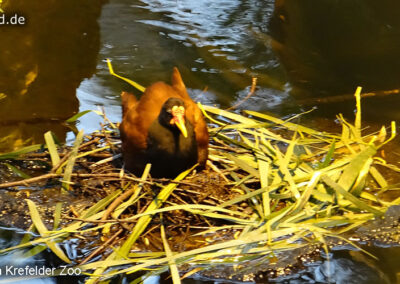 Tiere im Zoo Krefeld