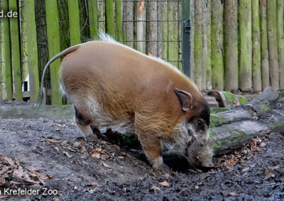 Tiere im Zoo Krefeld