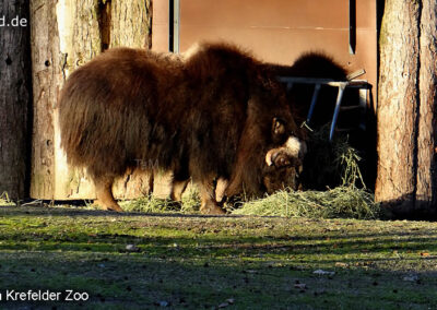 Tiere im Zoo Krefeld