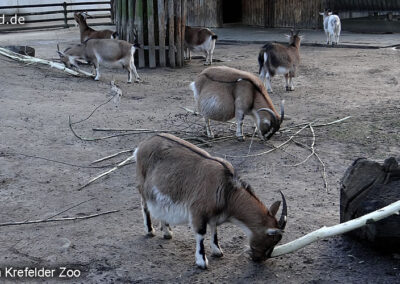 Tiere im Zoo Krefeld