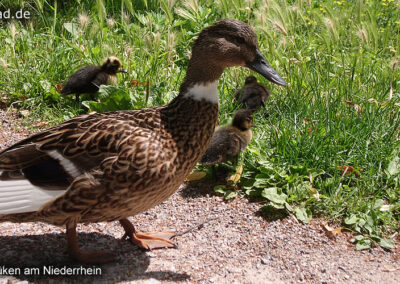 Enten