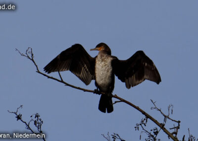 Kormoran