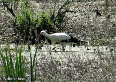 Storch