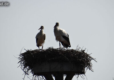 Storch