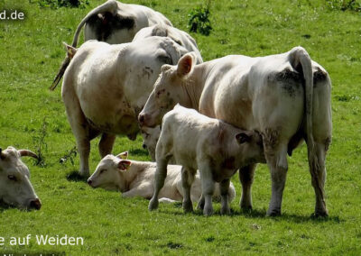 Tiere auf Weiden