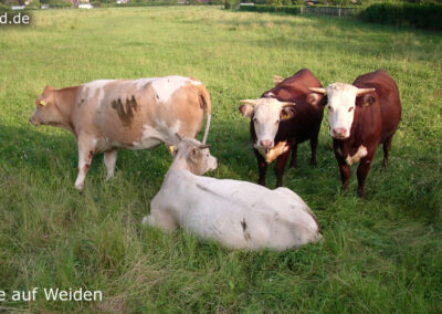 Tiere auf Weiden