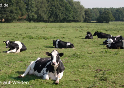 Tiere auf Weiden