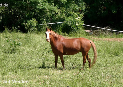 Tiere auf Weiden