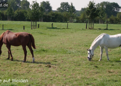 Tiere auf Weiden