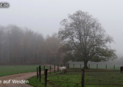 Tiere auf Weiden