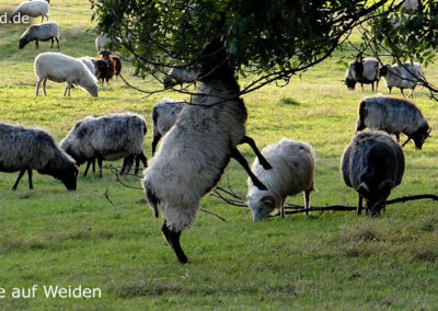 Tiere auf Weiden