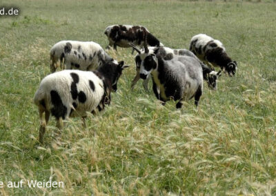 Tiere auf Weiden