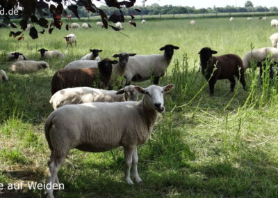 Tiere auf Weiden