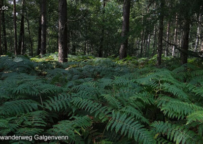 Wanderweg Galgenvenn