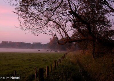 Kühe im Nebel