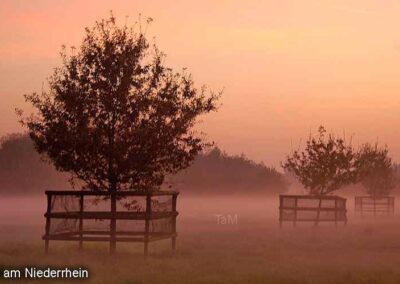 Nebel am Niederrhein