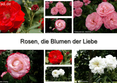 Rose Blume der Liebe