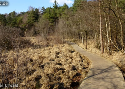 Birgeler Urwald