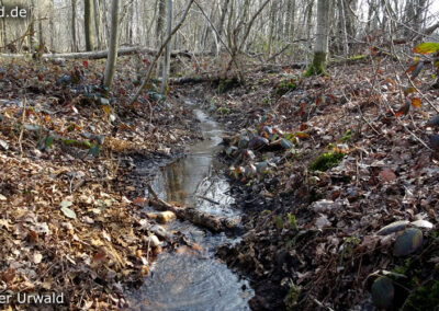 Birgeler Urwald