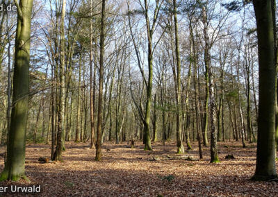 Birgeler Urwald