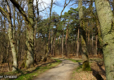 Birgeler Urwald