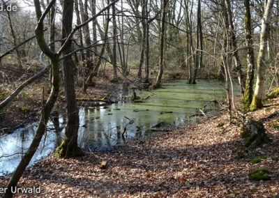 Birgeler Urwald