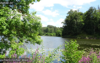 Tüschenbroicher Wald