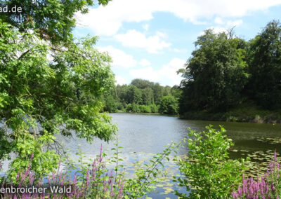 Tüschenbroicher Wald