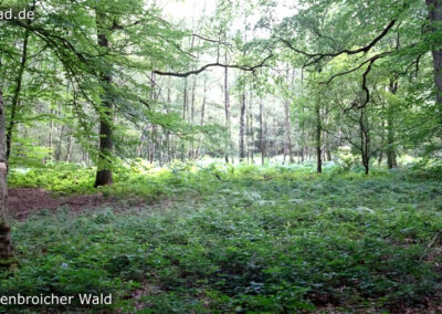 Tüschenbroicher Wald