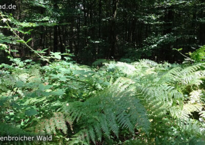 Tüschenbroicher Wald