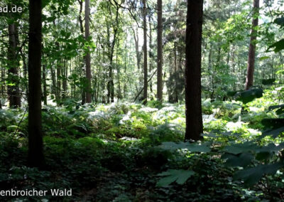 Tüschenbroicher Wald