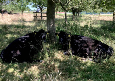 Kühe im Schatten