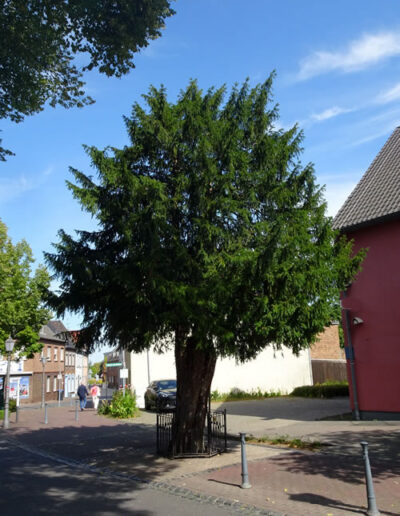 Xanten Eibe